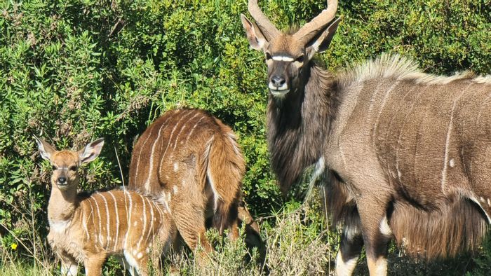 Vacant Land Residential for Sale in Outeniquasbosch with wildlife, trails, and amenities.