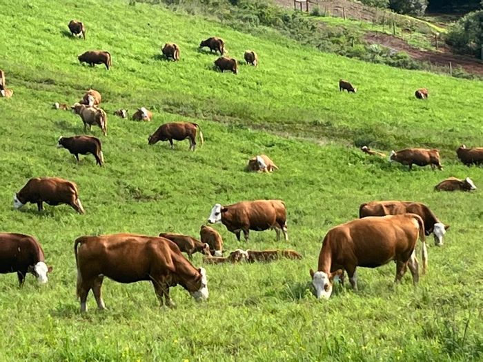 Mossel Bay Rural Farm for Sale: Cattle Ready, Modern Amenities, Stunning Views!