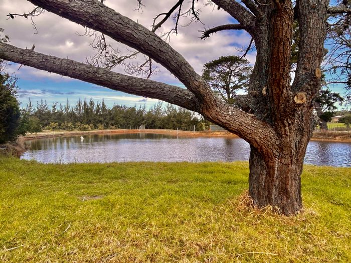 Geelhoutboom AH Small Holding For Sale: Avocado farm with irrigation, housing, and water rights.