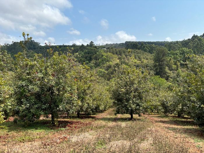 For Sale: Hazyview Central farm with macadamia orchards, water rights, and accommodations.