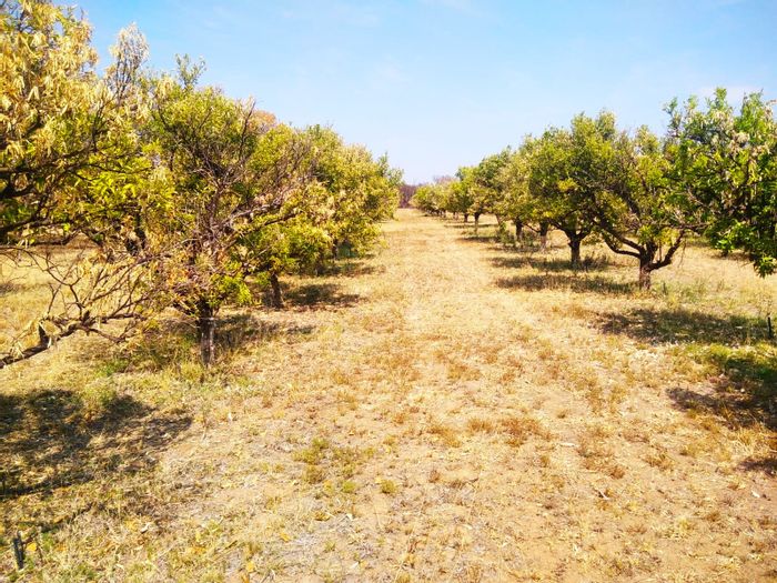 Citrus farm with irrigation, borehole, and versatile facilities in Bultfontein AH For Sale.