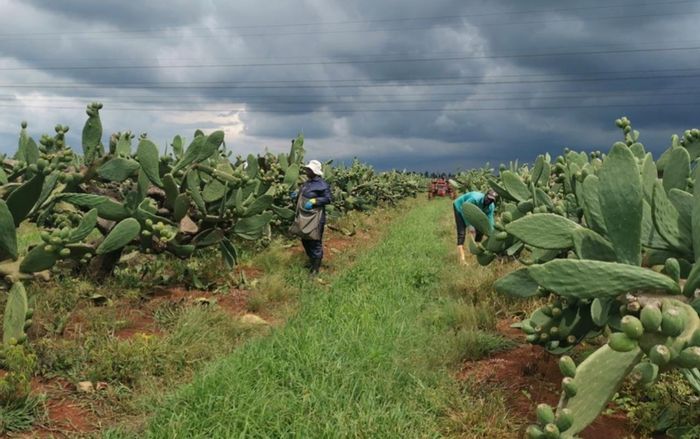 Elandsfontein AH Farm For Sale: Prickly pear production, processing factory, two houses.