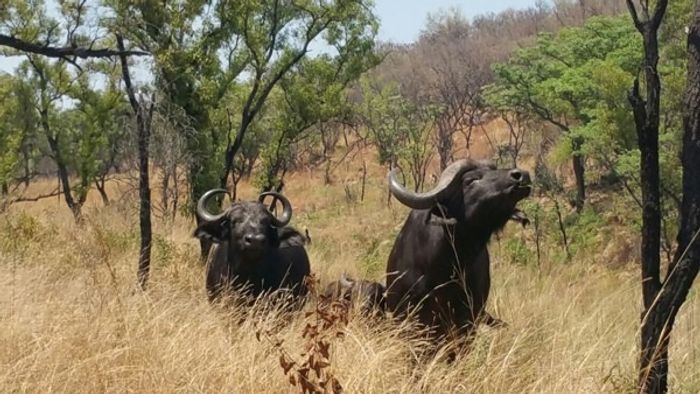 For Sale: 534ha farm in Thabazimbi Rural, with wildlife, water rights, and development potential.