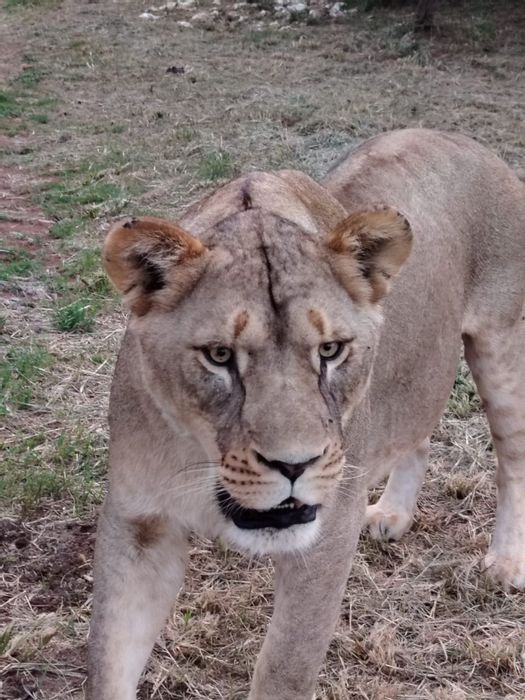 For Sale: Game Farm in Zeerust Central with breeding facilities and wildlife amenities.