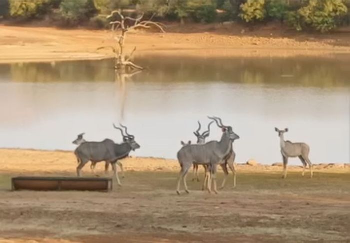 For Sale: 315-hectare farm in Rustenburg Rural with off-grid living and game included.