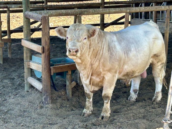 For Sale: Ladismith Rural Farm with water rights, grazing land, and infrastructure.