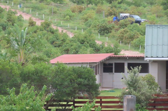 For Sale: Farm in George Rural with avocado trees, eco cabins, and irrigation system.