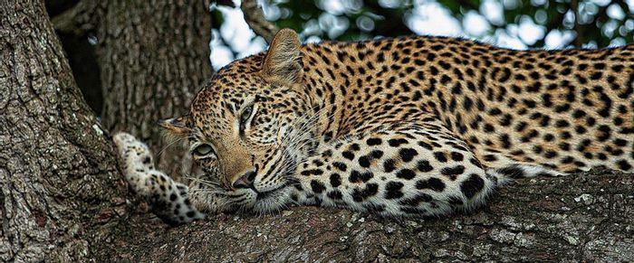 House for Sale in Machibini: Private oasis with safari access, pool, and gym.