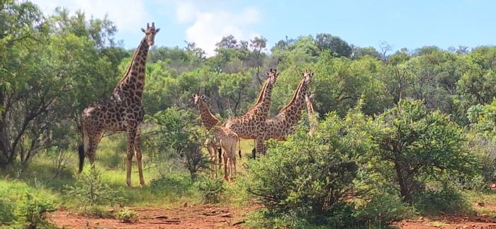 For Sale: Game Farm in Swartruggens Central with diverse wildlife and operational infrastructure.
