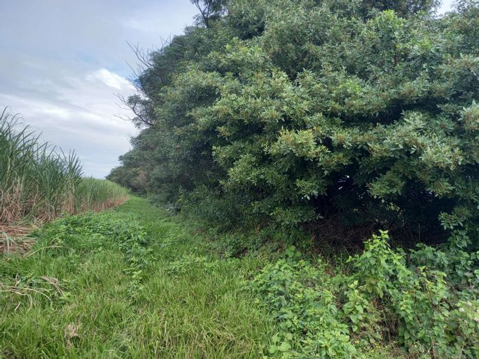 5 Ha farm for sale in Ballito Rural, includes agricultural potential and early occupation.