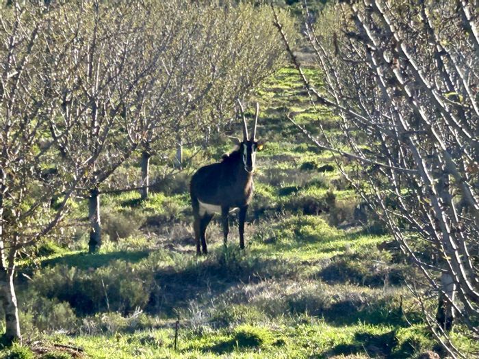 For Sale: 509ha Oudtshoorn Rural Farm with income potential, panoramic views, and wildlife.
