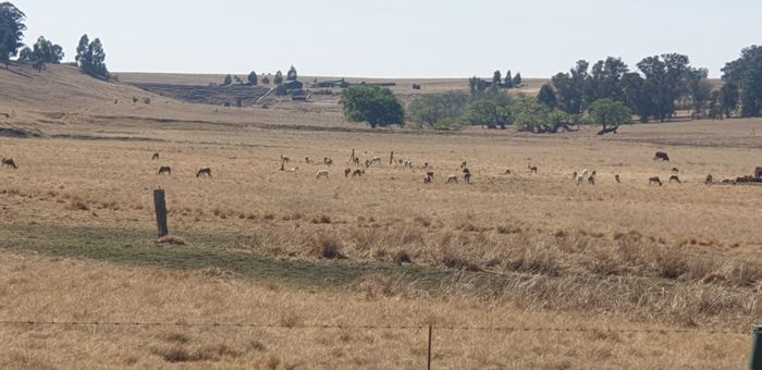 For Sale: Farm in Morgenzon Central with diverse income potential and ample water supply.
