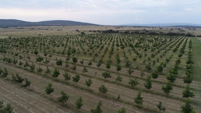 Pecan Nut & Game Farm For Sale in Bela Bela Rural with extensive amenities.