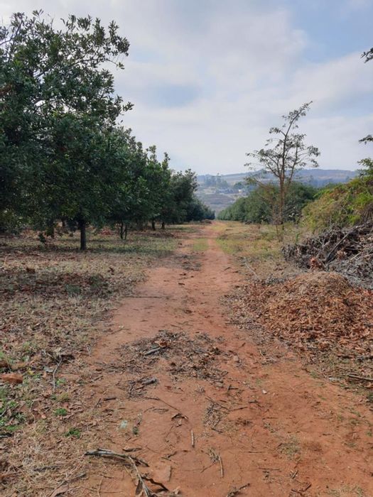 15.6-Hectare Farm with Macadamia Orchard and Infrastructure – White River Rural, For Sale