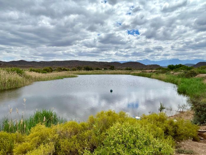 For Sale: Ladismith Rural Farm with organic olives, water rights, and diverse wildlife.