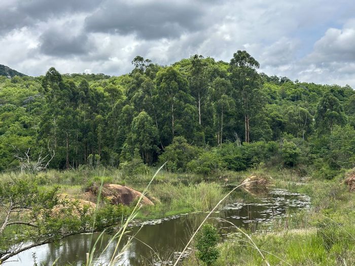 For Sale: 91ha Farm in Rocky Drift with rental homes, boreholes, and natural dam.