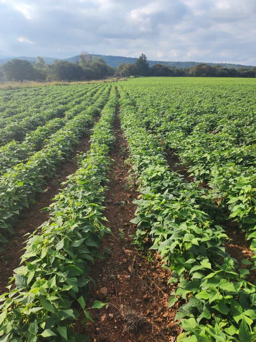 19ha Farm in Magaliesburg For Sale: Abundant water, eco-tourism potential, scenic views.