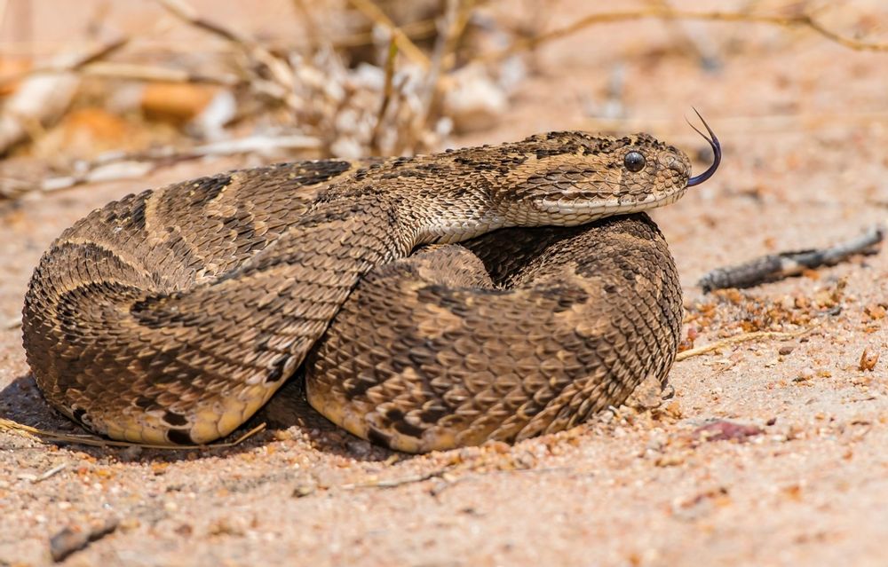 Puff Adder - Photo by Hoedspruit Reptile Centre as published in Hoedspruit Explorer Issue 29 (February 2021)
