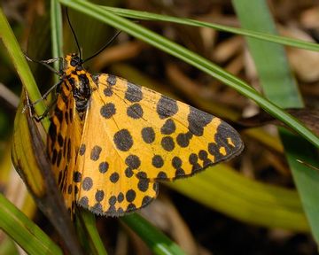 Cycad Moth / Leopard Moth