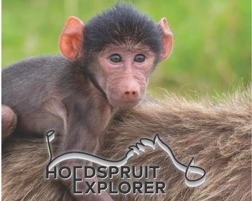 Hoedspruit Explorer - Issue 63 - March 2024