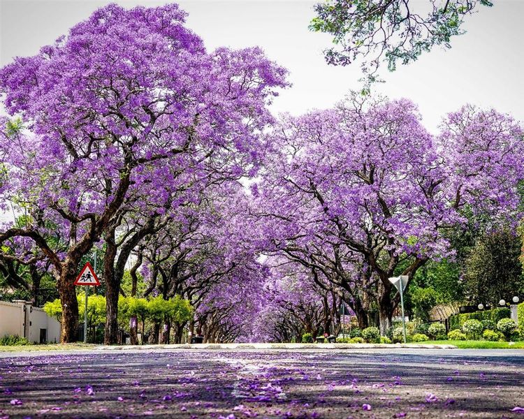 Exploring the Beauty of Jacarandas in Gauteng