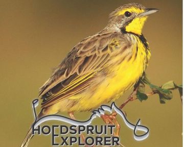 Hoedspruit Explorer - Issue 72 - Dec/January 2025