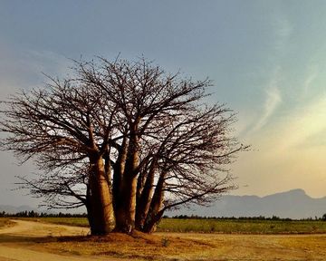 Baobab trees in and around Hoedspruit