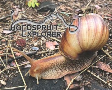 Hoedspruit Explorer - Issue 60 - November 2023