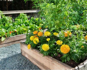 A Healthy, Wholesome, and Practical Garden: A Beginner's Guide to Gardening