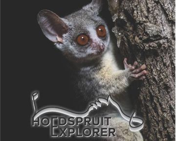 Hoedspruit Explorer - Issue 61 - December/January 2024