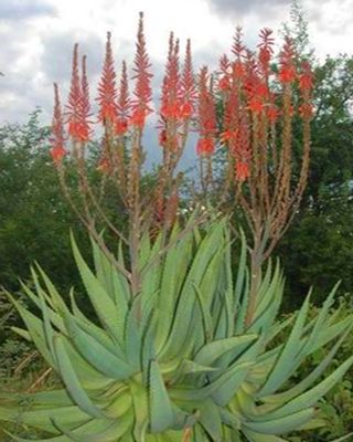 I.P.P.I. Rentals photo